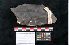 Foto (Objekt + Etikett) von Taeniopteris pseudovittata Ettingshausen (NHMW-GEO-2024-0188-10284)